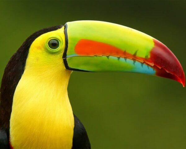 tucan-pico-iris-e1533045627332 tucan-pico-iris-e1533045627332