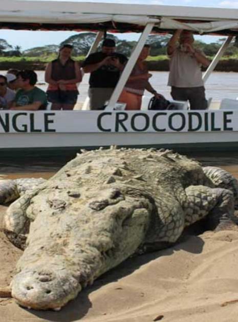 one-day-crocodile-3