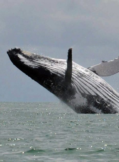 Whale in costa rica