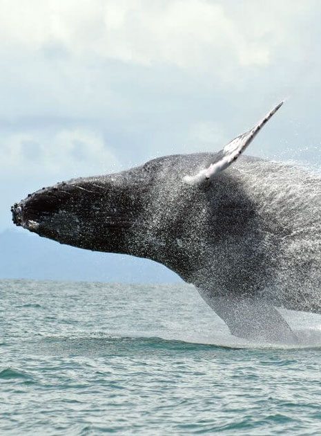 Whale in Costa Rica